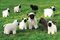FT206 A Felt Flock - in worsted or bulky yarn